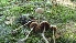  ( - FDS-CA-02578)  @11 [ ] by-nc (2024) Sadie Hickey Fungal Diversity Survey