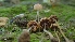  ( - FDS-CA-02578)  @11 [ ] by-nc (2024) Sadie Hickey Fungal Diversity Survey