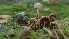  ( - FDS-CA-02578)  @11 [ ] by-nc (2024) Sadie Hickey Fungal Diversity Survey