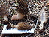  ( - FDS-CA-02343)  @11 [ ] by-nc (2024) Jaren Hockert Fungal Diversity Survey