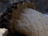  ( - FDS-CA-02343)  @11 [ ] by-nc (2024) Jaren Hockert Fungal Diversity Survey