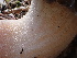 ( - FDS-CA-02343)  @11 [ ] by-nc (2024) Jaren Hockert Fungal Diversity Survey