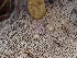  ( - FDS-CA-02372)  @11 [ ] by-nc (2024) Jaren Hockert Fungal Diversity Survey