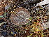  ( - FDS-CA-02372)  @11 [ ] by-nc (2024) Jaren Hockert Fungal Diversity Survey