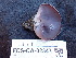  (Geoscypha - FDS-CA-02347)  @11 [ ] by-nc (2024) Jaren Hockert Fungal Diversity Survey