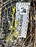  (Puccinia monoica - FDS-CA-02095)  @11 [ ] by-nc (2024) Bat Vardeh Fungal Diversity Survey