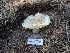  ( - FDS-CA-04246)  @11 [ ] by-nc (2024) Fresno Mycology Society Fungal Diversity Survey