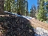  ( - FDS-CA-04246)  @11 [ ] by-nc (2024) Fresno Mycology Society Fungal Diversity Survey