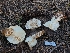  ( - FDS-CA-04246)  @11 [ ] by-nc (2024) Fresno Mycology Society Fungal Diversity Survey