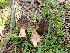  ( - FDS-CA-04248)  @11 [ ] by-nc (2024) Fresno Mycology Society Fungal Diversity Survey