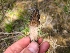  ( - FDS-CA-04248)  @11 [ ] by-nc (2024) Fresno Mycology Society Fungal Diversity Survey