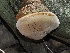  ( - FDS-CA-03381)  @11 [ ] by (2024) Justin Paulin Fungal Diversity Survey