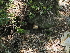  (Fomitiporia fissurata - FDS-CA-03381)  @11 [ ] by (2024) Justin Paulin Fungal Diversity Survey