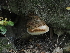  ( - FDS-CA-03381)  @11 [ ] by (2024) Justin Paulin Fungal Diversity Survey