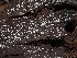  ( - FDS-CA-03357)  @11 [ ] by (2024) Justin Paulin Fungal Diversity Survey