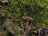  ( - FDS-CA-03358)  @11 [ ] by (2024) Justin Paulin Fungal Diversity Survey