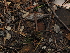  ( - FDS-CA-03358)  @11 [ ] by (2024) Justin Paulin Fungal Diversity Survey