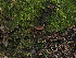  ( - FDS-CA-03358)  @11 [ ] by (2024) Justin Paulin Fungal Diversity Survey