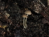  ( - FDS-CA-03365)  @11 [ ] by (2024) Justin Paulin Fungal Diversity Survey