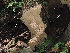  ( - FDS-CA-03379)  @11 [ ] by (2024) Justin Paulin Fungal Diversity Survey