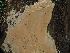  ( - FDS-CA-03379)  @11 [ ] by (2024) Justin Paulin Fungal Diversity Survey