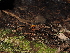  ( - FDS-CA-03377)  @11 [ ] by (2024) Justin Paulin Fungal Diversity Survey
