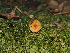  ( - FDS-CA-03377)  @11 [ ] by (2024) Justin Paulin Fungal Diversity Survey