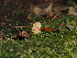  ( - FDS-CA-03377)  @11 [ ] by (2024) Justin Paulin Fungal Diversity Survey
