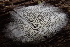  (Trechispora mollusca CA01 - HAY-F-000415)  @11 [ ] cc-by-nc (2023) Damon Tighe FunDiS