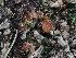  ( - FDS-CA-00132)  @11 [ ] by-nc (2024) Taye Bright Fungal Diversity Survey