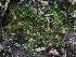  ( - FDS-CA-00132)  @11 [ ] by-nc (2024) Taye Bright Fungal Diversity Survey