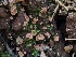  ( - FDS-CA-00132)  @11 [ ] by-nc (2024) Taye Bright Fungal Diversity Survey