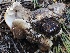  ( - FDS-CA-00136)  @11 [ ] by-nc (2024) Taye Bright Fungal Diversity Survey