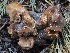  ( - FDS-CA-00136)  @11 [ ] by-nc (2024) Taye Bright Fungal Diversity Survey