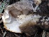 ( - FDS-CA-00136)  @11 [ ] by-nc (2024) Taye Bright Fungal Diversity Survey