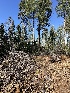  ( - FDS-CA-00139)  @11 [ ] by-nc (2024) Taye Bright Fungal Diversity Survey