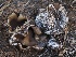  ( - FDS-CA-00139)  @11 [ ] by-nc (2024) Taye Bright Fungal Diversity Survey