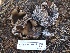  ( - FDS-CA-00139)  @11 [ ] by-nc (2024) Taye Bright Fungal Diversity Survey