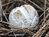  ( - FDS-CA-00142)  @11 [ ] by-nc (2024) Taye Bright Fungal Diversity Survey