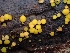  ( - FDS-CA-02248)  @11 [ ] by (2024) Mandy Hackney Fungal Diversity Survey