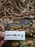  ( - FDS-CA-02248)  @11 [ ] by (2024) Mandy Hackney Fungal Diversity Survey