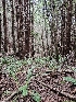  ( - FDS-CA-02248)  @11 [ ] by (2024) Mandy Hackney Fungal Diversity Survey