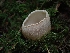 (Tarzetta sp. CA04 - FDS-CA-02227)  @11 [ ] by (2024) Mandy Hackney Fungal Diversity Survey
