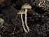  ( - FDS-CA-03365)  @11 [ ] by (2024) Justin Paulin Fungal Diversity Survey