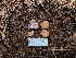 (Cortinarius sp. lilacinoides-CA01 - FDS-CA-04249)  @11 [ ] by-nc (2024) Fresno Mycology Society Fungal Diversity Survey
