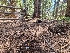  ( - FDS-CA-04249)  @11 [ ] by-nc (2024) Fresno Mycology Society Fungal Diversity Survey
