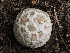  ( - FDS-CA-04254)  @11 [ ] by-nc (2024) Fresno Mycology Society Fungal Diversity Survey