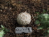  ( - FDS-CA-04254)  @11 [ ] by-nc (2024) Fresno Mycology Society Fungal Diversity Survey