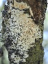  (Schizoporaceae - FDS-CA-00146)  @11 [ ] by-nc (2024) Taye Bright Fungal Diversity Survey