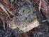  ( - FDS-CA-00149)  @11 [ ] by-nc (2024) Taye Bright Fungal Diversity Survey